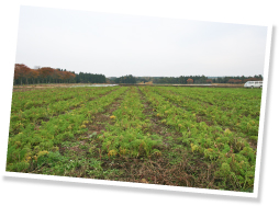 夏にんじん用畑、秋にんじん用畑合わせて60a（アール）もあるという有機にんじん畑。