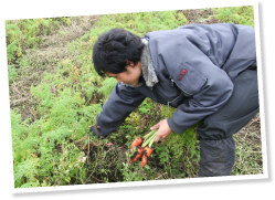 機械は使わず、１本１本収穫する。