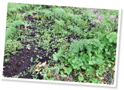 寒くなるとにんじんに覆いかぶさるくらいに生えるハコベ。