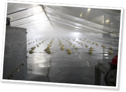 2009年度の農林水産大臣賞を受賞した、屋内型エビ生産システム（ISPS）技術。