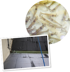 キレイな水の中ですくすくと育った出荷前のエビ。水を抜いた育成水槽。