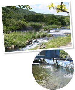 芝川の清らかな水を池に取り込んで利用している。