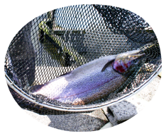 くぬぎ鱒（富士レインボー）