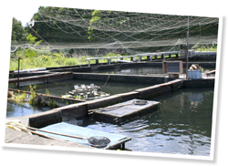 大小合わせて10個の池と8つの稚魚水槽がある。