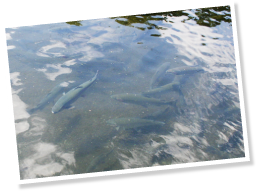 くぬぎ鱒（富士レインボー）は3〜4年かけて丁寧に育てられる。