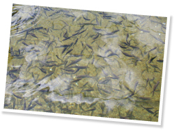 自然に近い状態の池で自然淘汰され強い魚だけが生き残る。