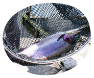 くぬぎ鱒（富士レインボー）