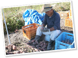 収穫後、ひとつひとつ人の手で選別される。