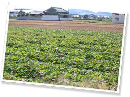 日射量が多く、良質な土壌で水はけのよい畑ですくすく育つミエルスイート。