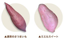 普通のさつまいもと比べると皮の色が薄く、まるっこい形をしている。