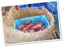 「絶妙な温度と湿度をキープして美味しさを引き出してくれる」手編みの「こも」は愛用歴10数年とか。
