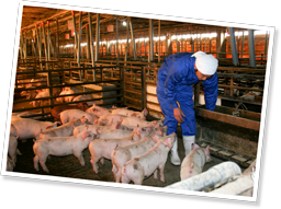 好奇心いっぱいの離乳期の豚たち。お世話のため鋤柄さんが部屋内に入ると集まってきた。