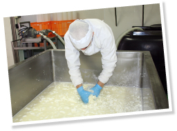 細かい作業は、手で行う。自分の手の感触でチーズの状態を確かめるためでもある。