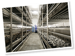 マッシュルームが育てられる栽培室内。外部よりも気圧をあげて、外気（ほこりや雑菌）の侵入を防いでいる。