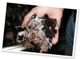 コンポストとブラックピート（右の黒い部分）。ブラックピートは木や草の繊維でできている。