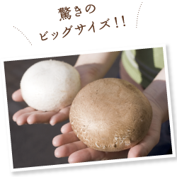 ポットベラ（ブラウン）は9cm、ジャンボマッシュルーム（ホワイト）は7cm、手の平からはみ出るほどの特大サイズ、肉厚で食べ応えも十分。