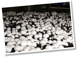 長谷川農産では栽培環境のコントロールにより、1つの部屋で生育条件の異なるホワイト種とブラウン種を育てている。