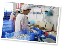 収穫・選別・パッキングの作業に毎日25名ほどが関わる。出荷のピークはクリスマスシーズンだそう。