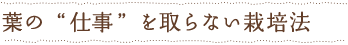 「無農薬・無漂白」ということ葉の仕事を取らない栽培法
