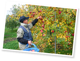 「果汁がたっぷりなので、葉とらずりんごはずっしりと重いんですよ」と石岡さん。