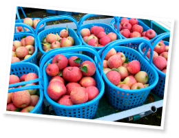 ひとつひとつ手作業で収穫されたりんご。葉とらずりんごの“証”でもある葉っぱの影があるものも。