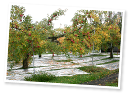 朝晩と日中の気温差を広げるために敷くシート。寒暖差が大きい方がりんごの甘みが増す。