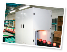 コンピュータで糖度のランク別に選果。果実内部に欠点のあるものはレーン外にはじかれる。