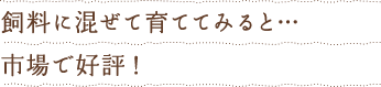 飼料に混ぜて育ててみると…市場で好評!
