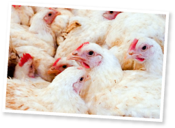 出荷を控えた紀州うめどり。雛から約55日で成鶏に育つ。