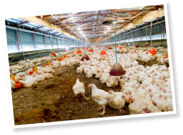 2012年には約150万羽が出荷された紀州うめどり。関西地方を中心に販路が広がっている。