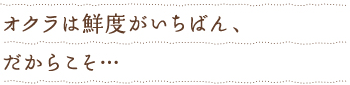 オクラは鮮度がいちばん、だからこそ…
