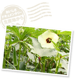 ハイビスカスの仲間でトロロアオイ科のオクラはアフリカが原産地。