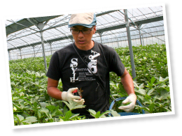 取引先のオーダーや規格に合わせて収穫。「どんな要望にもできるだけ応えたい」と湯ノ口さん。