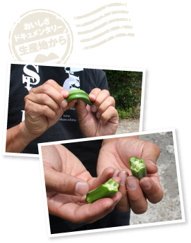 パキッと音をたてて折れるのは、ちぎりたての新鮮な状態。収穫翌日までなら、こんなオクラに出会えるかも!?