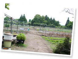 かえるの生態系を作り、野菜につく虫をかえるに食べさせているという無農薬栽培畑。