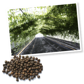 自然薯のもとになるむかごを作るハウス（上）とむかご（左）。専用ハウスを持っているところは県内でも牧之原農産だけだそう。