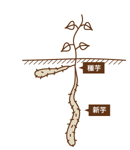 ■自然薯の育ち方　種芋から芽が出てツルや新芋ができていく。