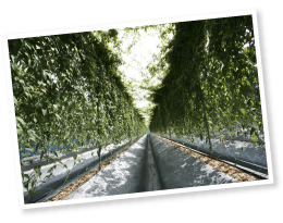 手入れの行き届いた圃場。ここに高品質の自然薯を生み出すためのいろいろな工夫が隠されている。