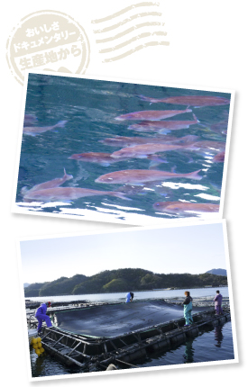 通常は一つのイカダで13,000尾ほど養殖するところ、德弘水産では8,000〜9,000尾までに制限し、物理的・精神的ストレスを軽減。黒ずみを防ぐために紫外線保護シートで覆う。