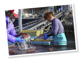 2kg前後になった鯛一郎クンをイカダから浜へと運び、手と目で選別しながら出荷カゴへ。小さなものはまたイカダへと戻される。