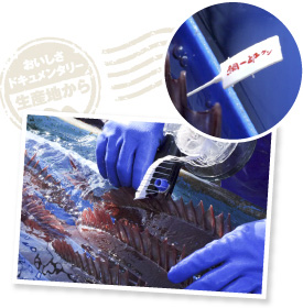 大きさ、重さ、スタイルともに合格点をもらった鯛一郎クンは、背びれにタグを付けられ全国へと旅立つ。