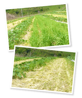 春かぼちゃの畝の間で栽培する麦。生育時は雑草の侵入を防ぎ、ワラは有機肥料になる。冬至かぼちゃでは飼料などに使われるソルゴーを栽培。