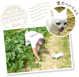 親づる１本に1個の実が基本なので、脇芽はせっせと摘み取る。この作業を怠ると養分が分散して良いかぼちゃができない。愛犬チワワのベルちゃんも応援。