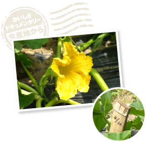 開花した日を書き記して、積算温度の目安にする。これによって、だいたいの収穫時期が分かり、出荷のタイミングを取引先に伝えられるという。