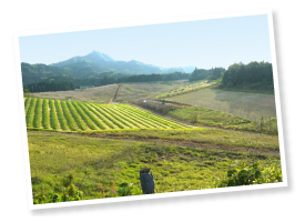 春かぼちゃの向かいにある40アールの圃場。今は冬至かぼちゃでしか使用してないが、来年からは春かぼちゃも植えたいそうだ。