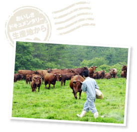 敏由貴さんが掛け声を発すると、鳴き声をあげながら近寄ってくる赤黒い群れ。このエリアには他の飼い主の牛も放牧されているが、掛け声に反応するのは柿木畜産所有の牛たちだけ。