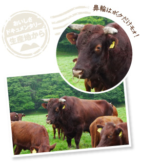 50頭の雌牛に対して雄牛は1頭のみ。まさにハーレム状態だ。ひと回り身体が大きく、鼻輪が目印。