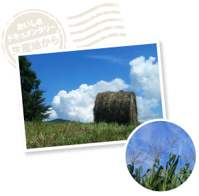 冬に与える飼料は、放射能測定で安全を確認した干し草や、自家製のトウモロコシを発酵させた粗飼料など全て国産。短角牛は元来丈夫な体質なので抗生剤は与えない。