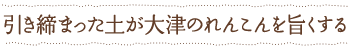 引き締まった土が大津のれんこんを旨くする