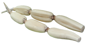 【徳島発】酒井農園のれんこん